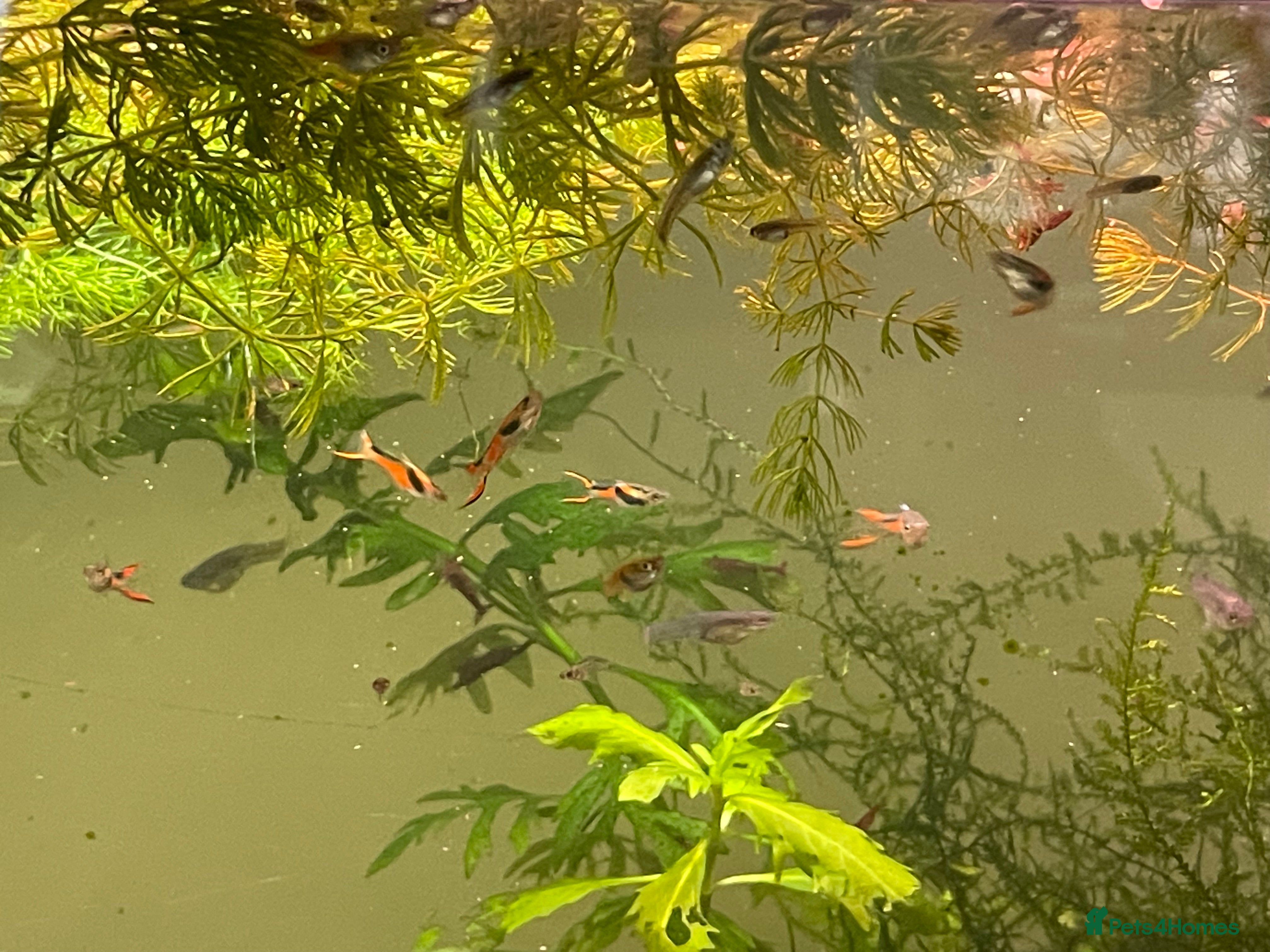 Other/Mixed Breed fish Pure bred Endler guppies for sale  - Advert 15