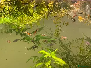 Other/Mixed Breed fish Pure bred Endler guppies for sale - Advert 15