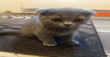 Scottish Fold cats - Advert 1