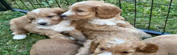 Cockapoo dogs for sale: Beautiful cockapoos - Advert 20