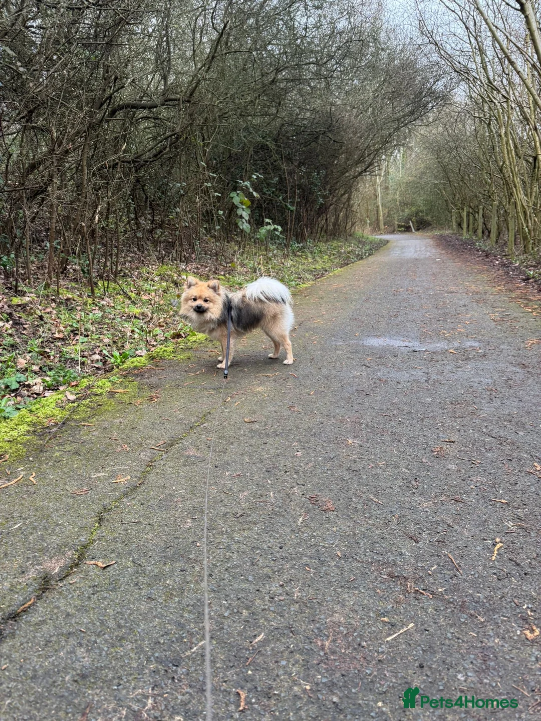 Pomeranian dogs for sale: 1 year and 3 months Pomeranian male  - Advert 2