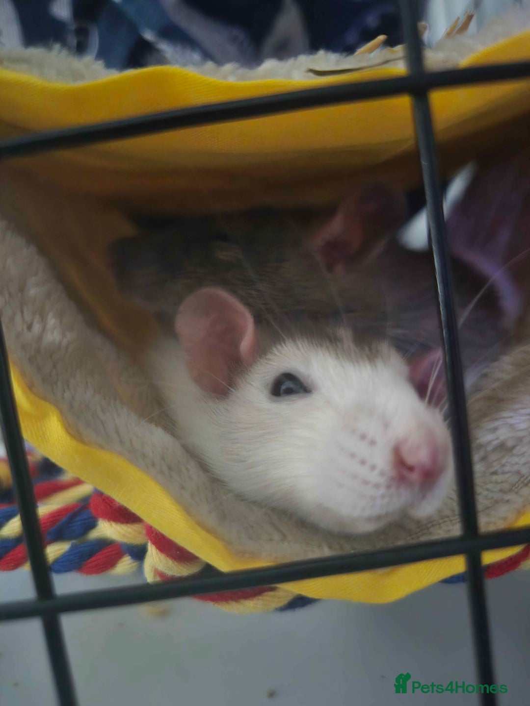 Rat rodents for sale: 2 female rats for rehoming - Advert 1