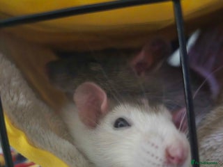 Rat rodents 2 female rats for rehoming - Advert 1
