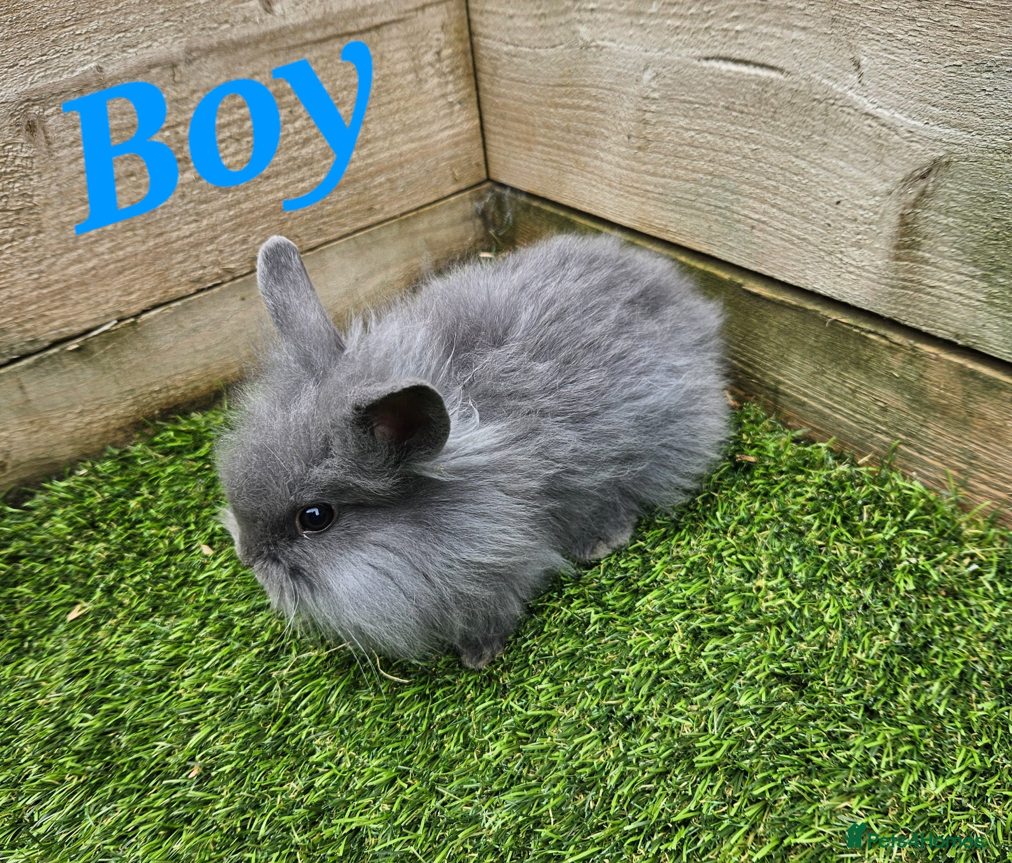 Mini Lion Lop rabbits Mini Lion Lop Male Ready To Leave Now - Advert 17