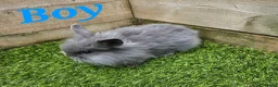 Mini Lion Lop rabbits for sale: Mini Lion Lop Male Ready To Leave Now - Advert 1