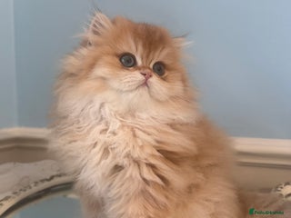 British Longhair cats ✨ Exquisite Golden Longhair Kitten ✨ - Advert 8