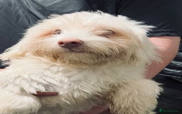 Maltese dogs for sale: Maltese male 🦋 - Image 1