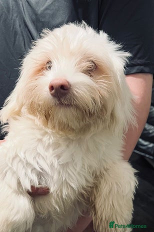 Maltese dogs - Advert 1