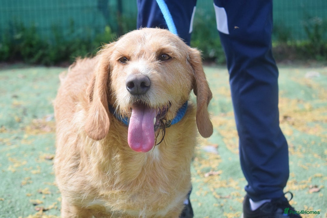 Basset Fauve De Bretagne dogs for adoption: Howie  - Image 7