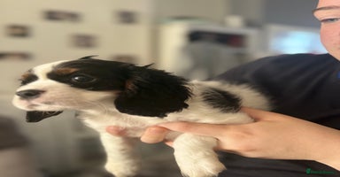 Cavalier King Charles Spaniel dogs - Advert 10