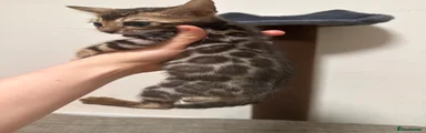 Bengal Kitten 3