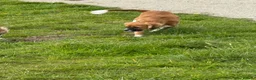 Mixed Breed dogs for sale: Beau  in Llanelli - Advert 7