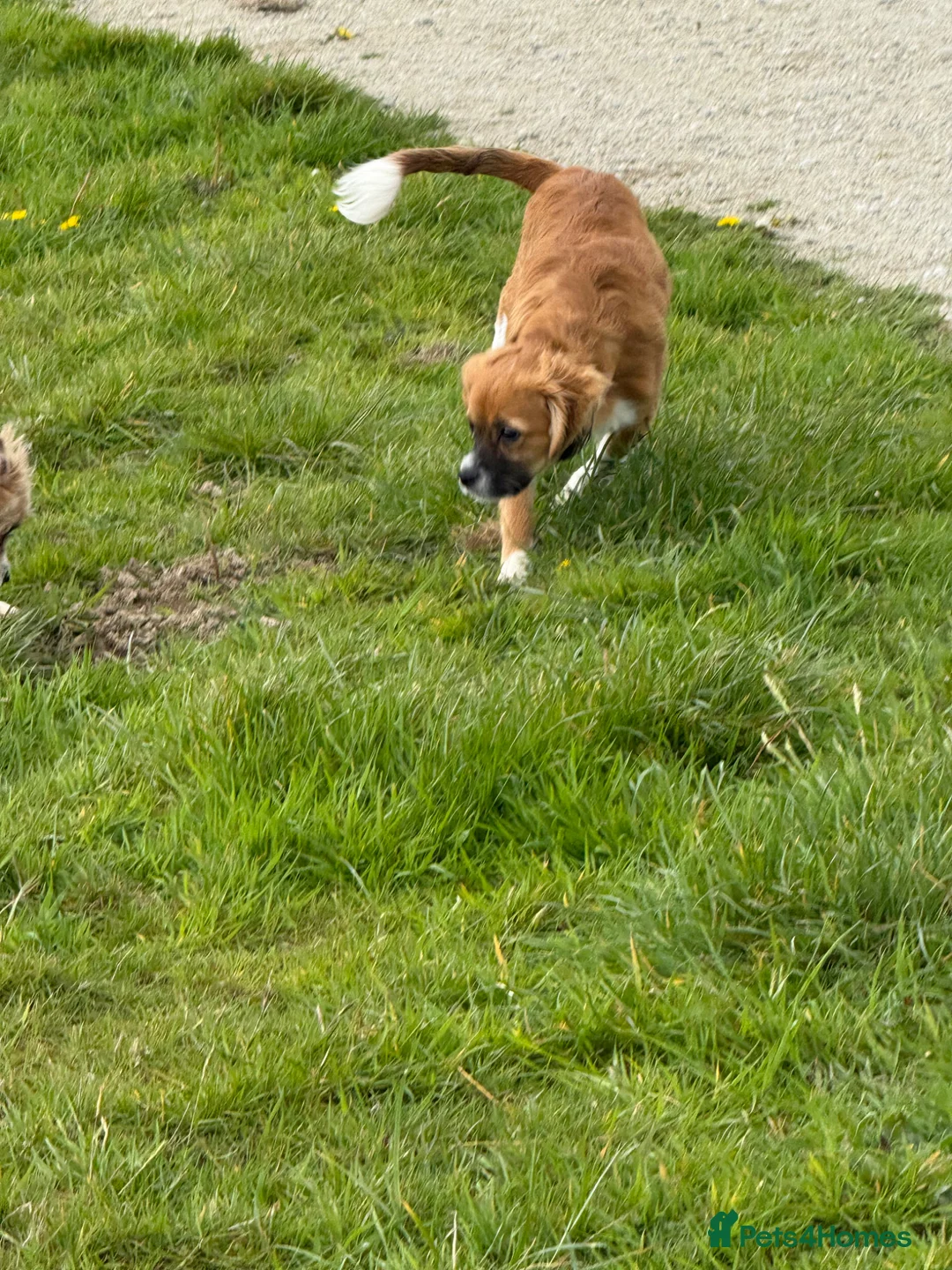 Mixed Breed dogs for sale: Beau  in Llanelli - Advert 7
