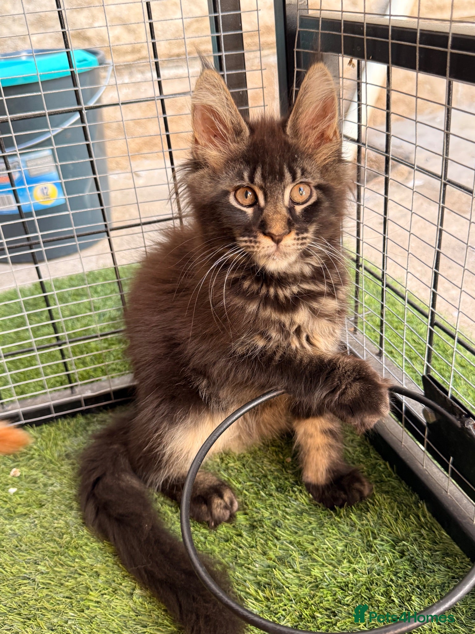 Maine Coon cats TICA registered Maine coon kittens  - Advert 1