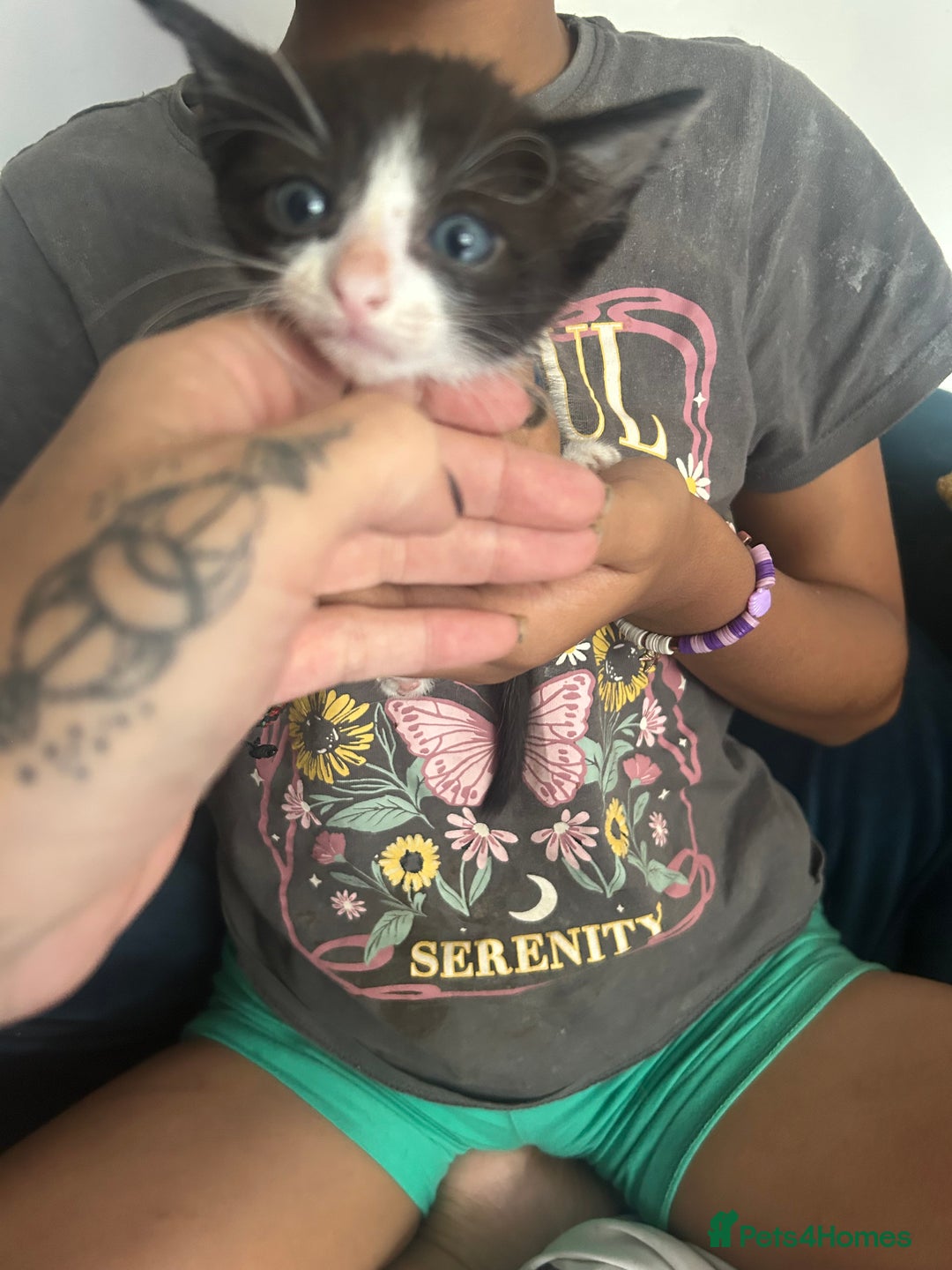Mixed Breed cats for sale: Beautiful Kittens  - Image 5