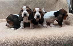 Basset Hound dogs for sale: Bassat hound puppys  - Image 5