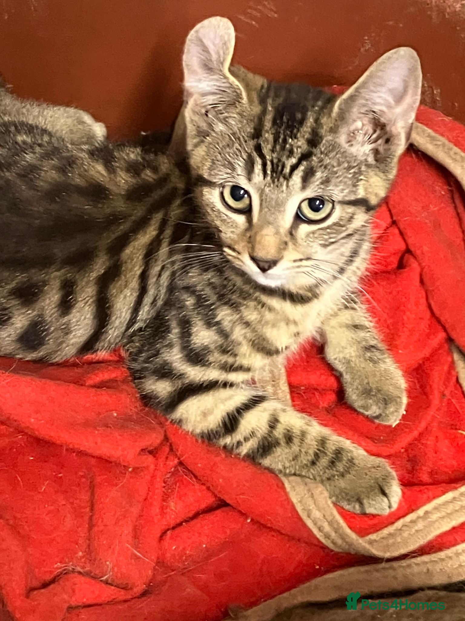Mixed Breed cats Stunning kittens. Black boys £50 each - Advert 2