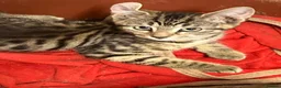 Mixed Breed cats for sale: Stunning kittens. Please make an offer - Advert 3