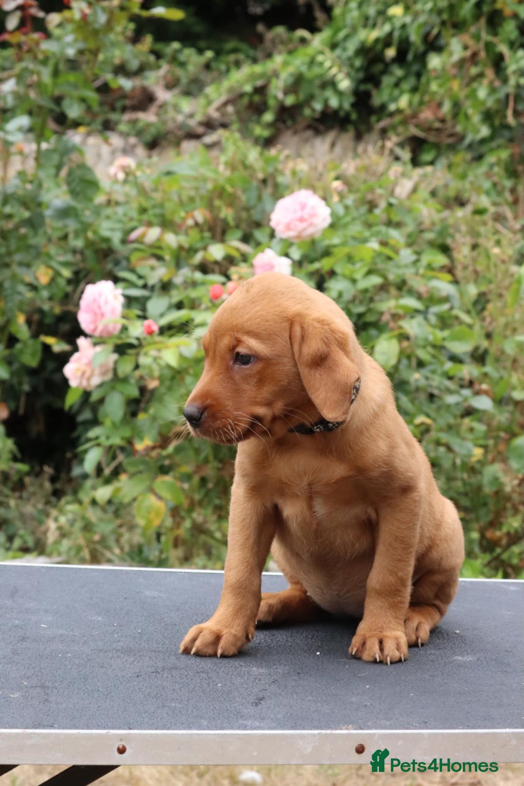 Labrador Retriever dogs for sale: Health Tested Fox Red Puppies for Sale - Image 14