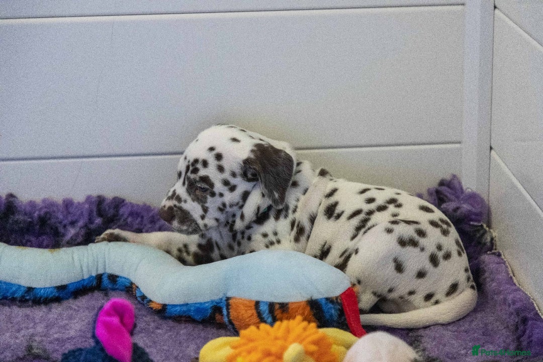 Dalmatian dogs for sale: This is an all liver litter of Dalmatian puppies - Advert 10