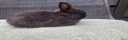 Netherland Dwarf rabbits for sale: Netherland Dwarf Rabbits for sale  - Advert 8