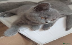 British Shorthair cats for sale: BRITISH SHORT HAIR KITTENS  in Gloucester - Image 4