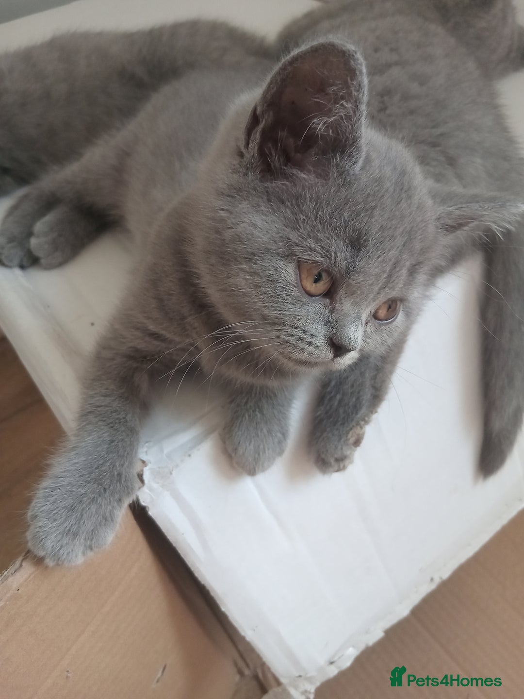 British Shorthair cats for sale: BRITISH SHORT HAIR KITTENS  in Gloucester - Image 4