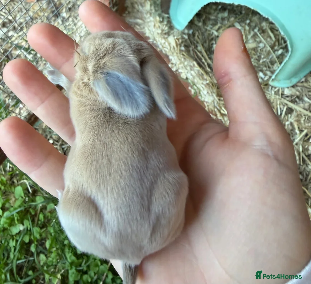 Mini Lop rabbits for sale: Baby mini lop - Advert 2