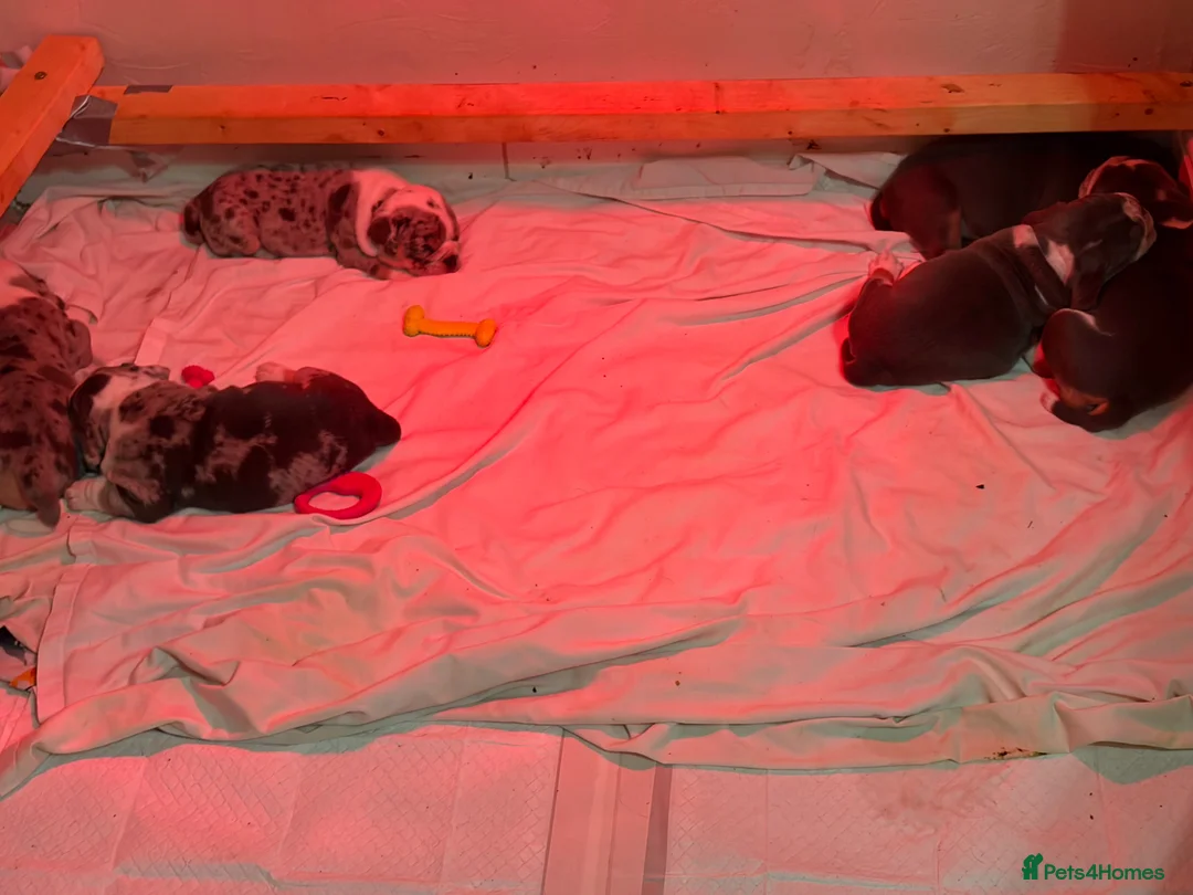 Mixed Breed dogs for sale: Olde English bulldog puppies  in Durham - Advert 14