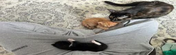 Mixed Breed cats for sale: Cute boy ready for forever home  - Advert 6