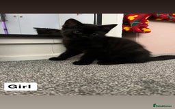 Mixed Breed cats for sale: 6 kittens for sale - Image 6