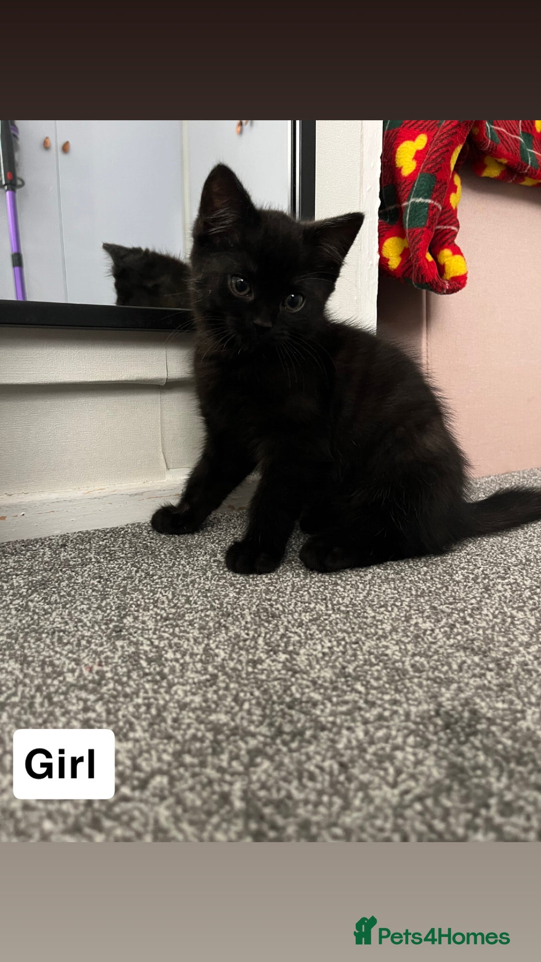 Mixed Breed cats for sale: 6 kittens for sale - Image 6