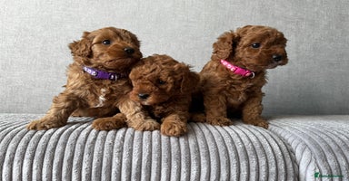 Cavapoo dogs - Advert 13