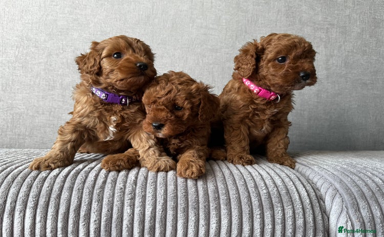 Cavapoo dogs - Advert 9