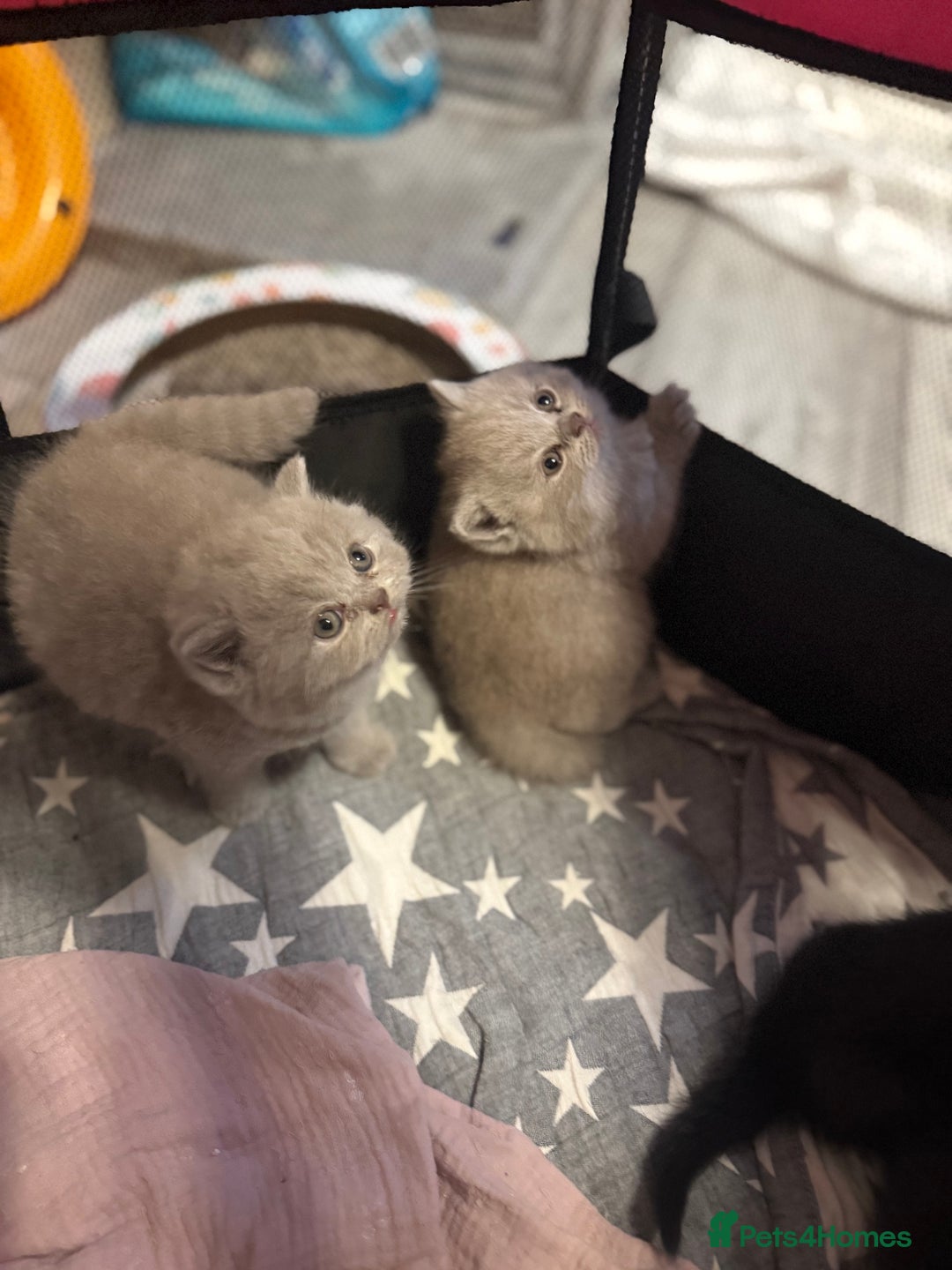 British Shorthair cats for sale: Beautiful British shorthair champion bloodlines - Image 2