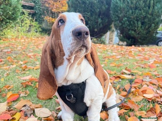 Basset Hound dogs - Advert 18