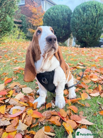 Basset Hound dogs - Advert 1