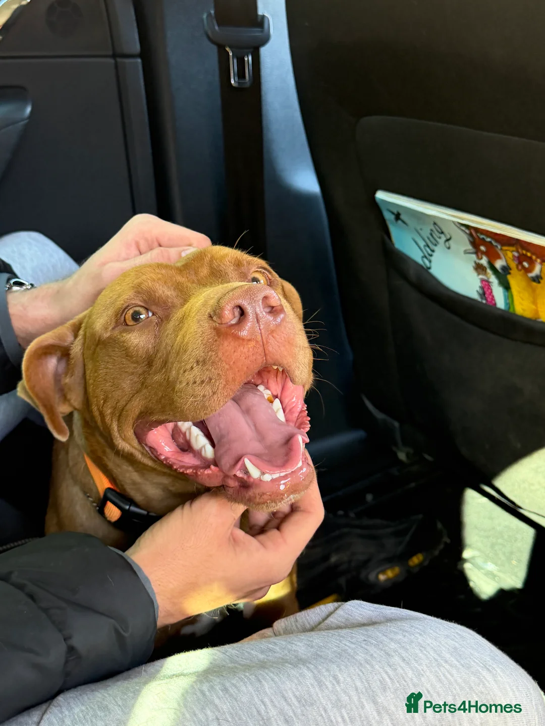 Staffordshire Bull Terrier dogs for sale: Milo - 11 month old Staffy Mix - Advert 2