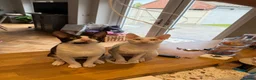 Cornish Rex cats for sale: 2 beautiful Cornish Rex boys - Advert 9