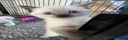 Ragdoll cats for sale: Beautiful full pedigree Ragdoll kittens Seal Blue in Hove - Advert 12