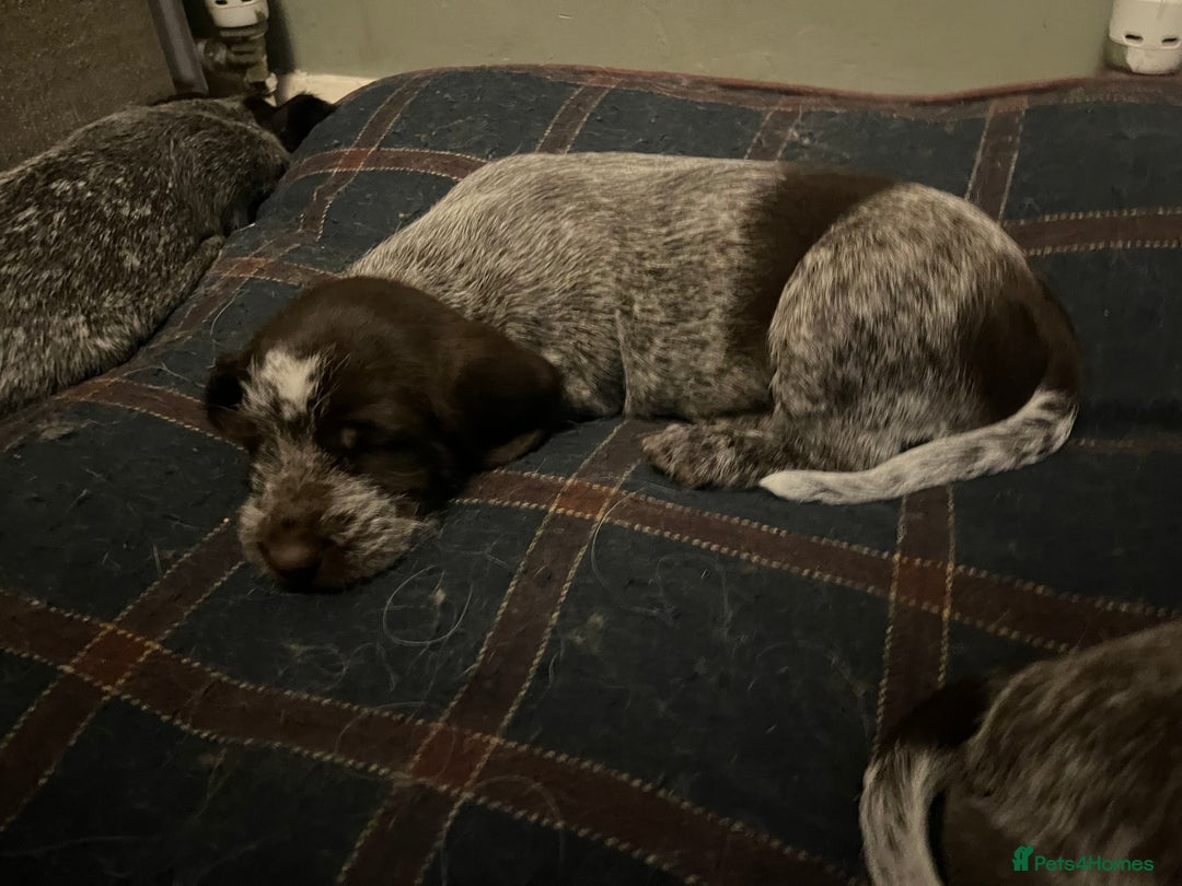 German Wirehaired Pointer dogs for sale: Stunning litter of German Wirehaired Pointers  - Advert 10