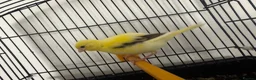 Canaries birds for sale: Variegated yellow fife canary  - Advert 2