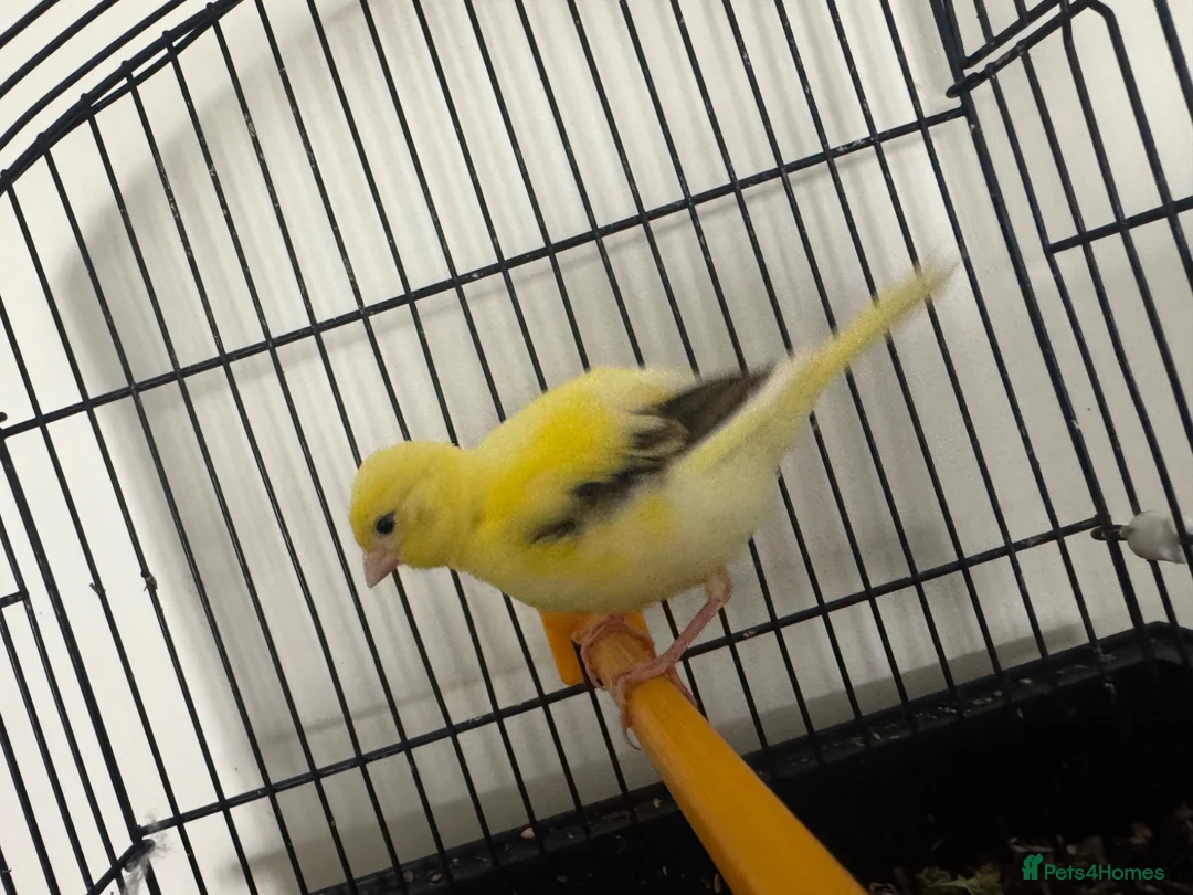 Canaries birds for sale: Variegated yellow fife canary  - Advert 2