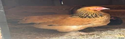 Chickens poultry for sale: Brahma and Wyandotte POL - Advert 2