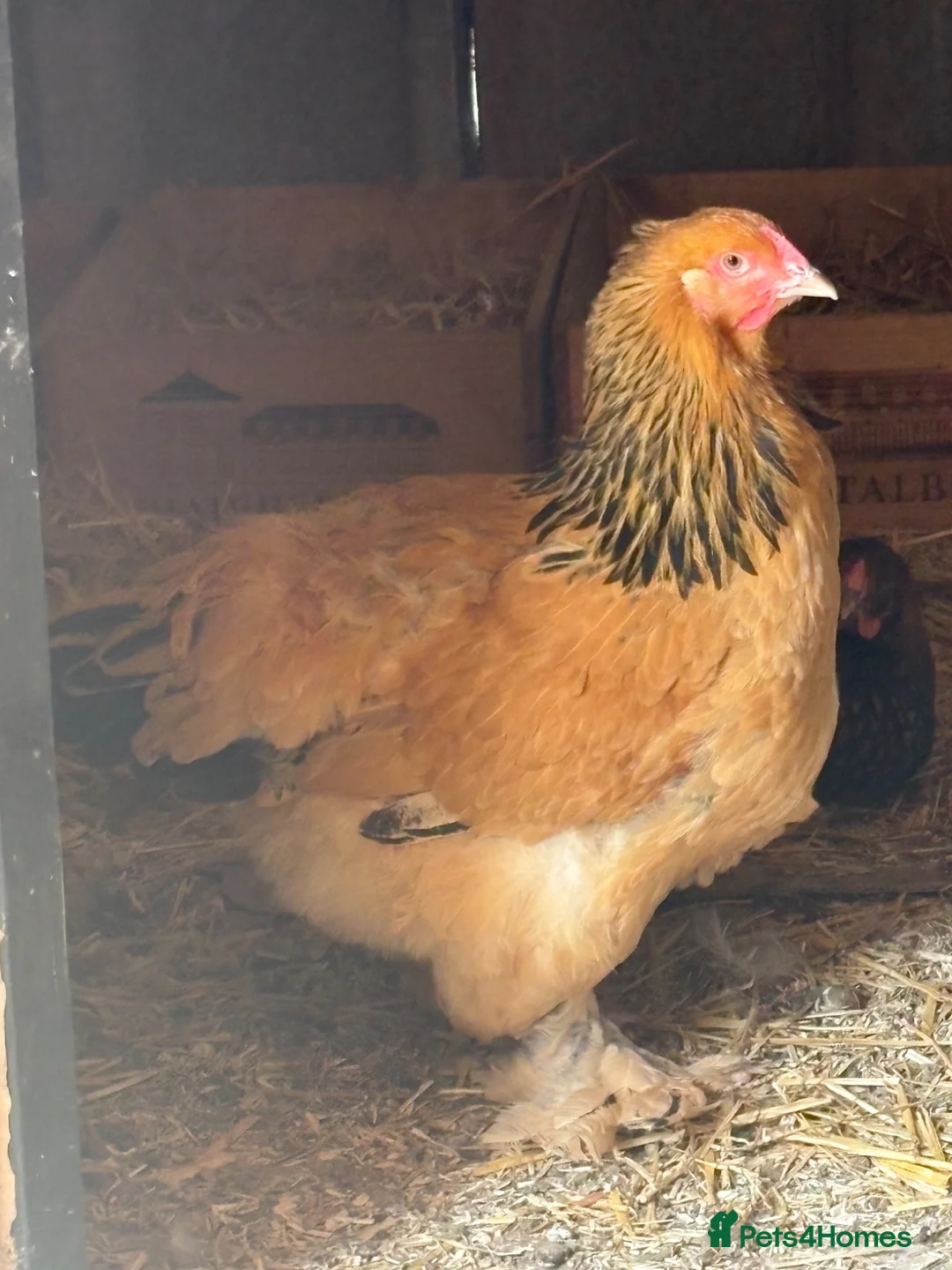 Chickens poultry for sale: Brahma and Wyandotte POL - Advert 2