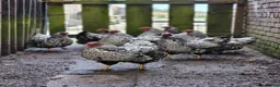 Chickens poultry for sale: Silver Laced Wyandotte Large Fowl Hens POL - Advert 1