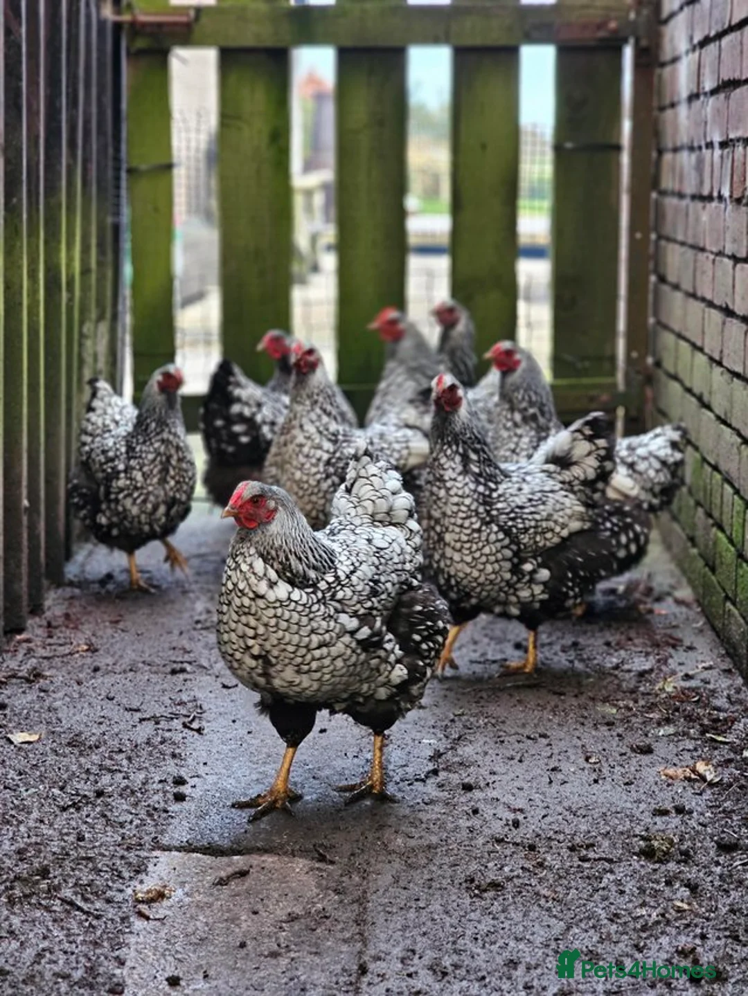 Chickens poultry for sale: Silver Laced Wyandotte Large Fowl Hens POL - Advert 1