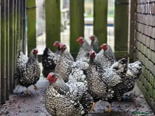 Chickens poultry Silver Laced Wyandotte Large Fowl Hens POL - Advert 5