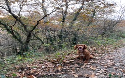 Cocker Spaniel dogs for stud: Proven Red Working Cocker Spaniel FOR STUD in Torrington - Image 5