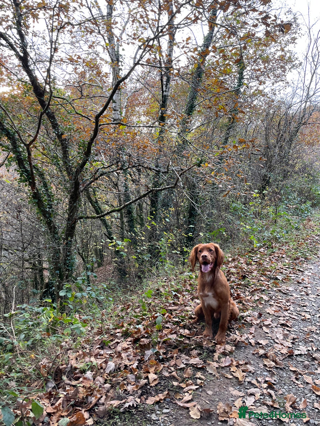 Cocker Spaniel dogs for stud: Proven Red Working Cocker Spaniel FOR STUD in Torrington - Image 5